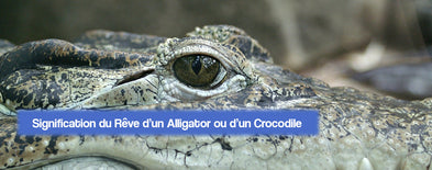 Signification du Rêve d'un Alligator ou d'un Crocodile